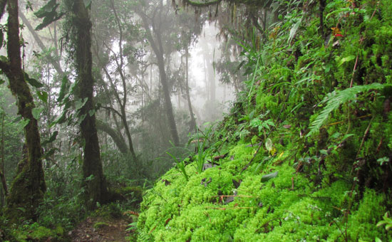 Bosques de Chirripó