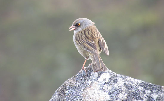 Junco