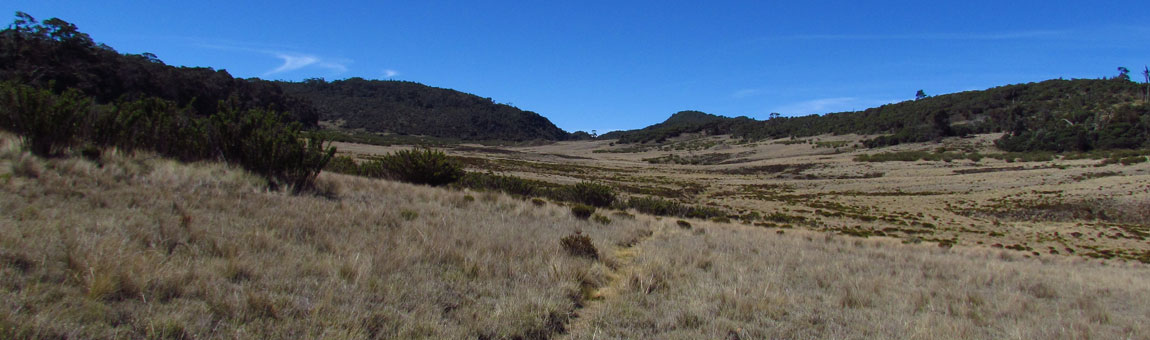 Sabana de Los Leones